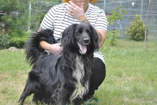 Pies do adopcji, Piła, 29 kwietnia 2021 (5/5)