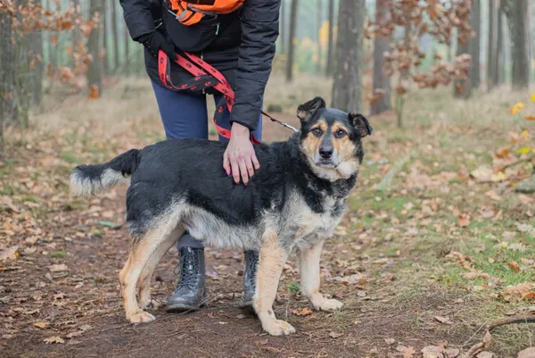 Pies do adopcji, Piła, 9 listopada 2021 (1/4)