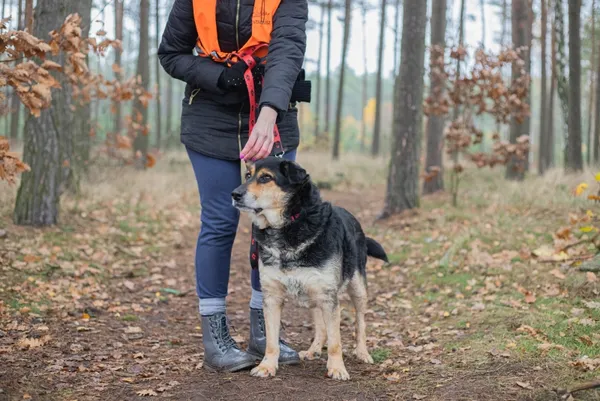 Pies do adopcji, Piła, 9 listopada 2021 (2/4)