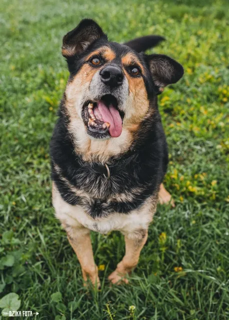 Pies do adopcji, Piła, 9 listopada 2021 (1/5)