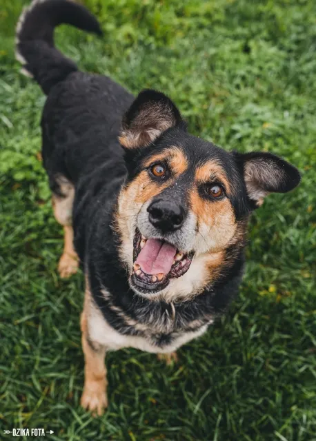 Pies do adopcji, Piła, 9 listopada 2021 (2/5)