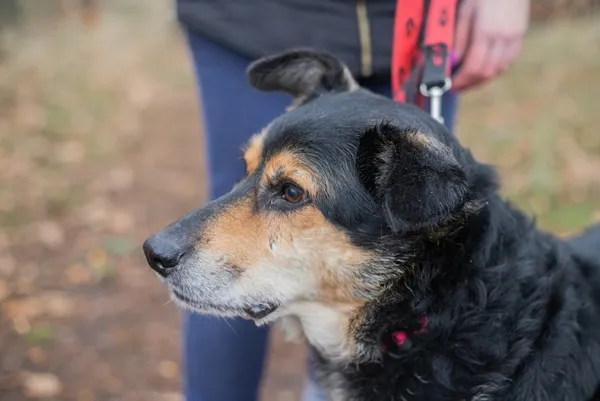 Pies do adopcji, Piła, 9 listopada 2021 (4/5)