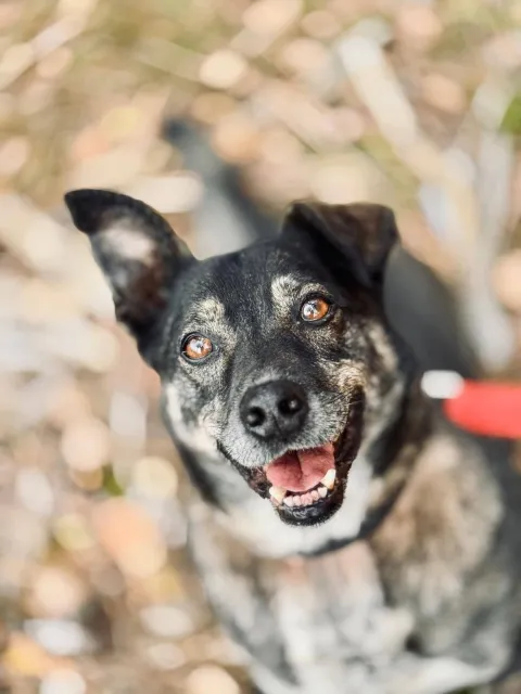 Pies do adopcji, Piła, 30 marca 2018 (1/5)