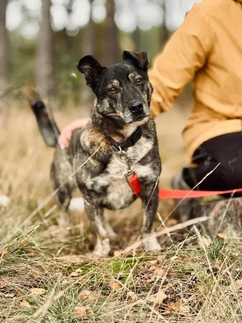 Pies do adopcji, Piła, 30 marca 2018 (2/5)