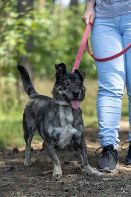 Pies do adopcji, Piła, 30 marca 2018 (5/5)