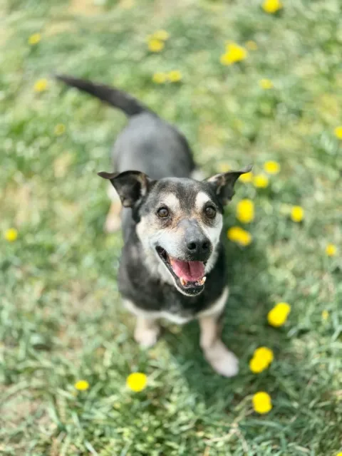 Pies do adopcji, Piła, 9 listopada 2021 (1/5)