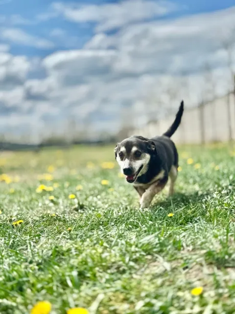 Pies do adopcji, Piła, 9 listopada 2021 (2/5)