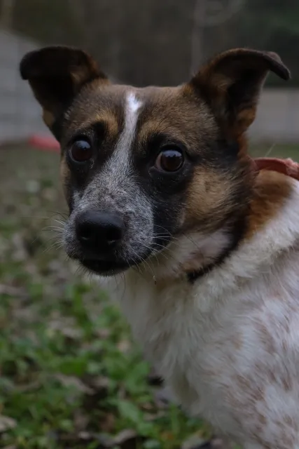 Pies do adopcji, Piła, 9 listopada 2021 (3/4)