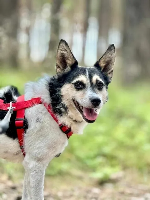 Pies do adopcji, Piła, 9 listopada 2021 (1/4)