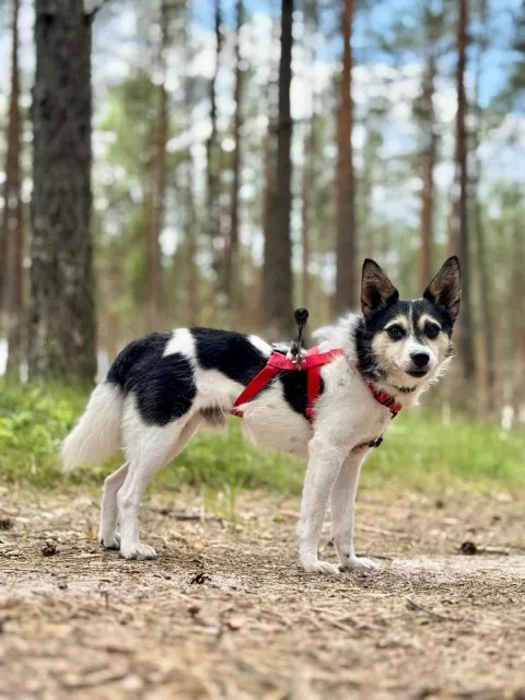 Pies do adopcji, Piła, 9 listopada 2021 (2/4)