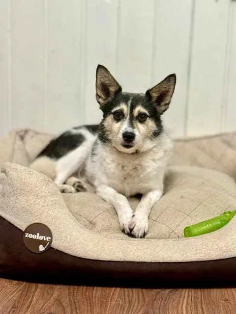 Pies do adopcji, Piła, 9 listopada 2021 (3/4)