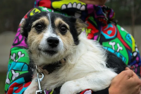 Pies do adopcji, Piła, 9 listopada 2021 (4/4)