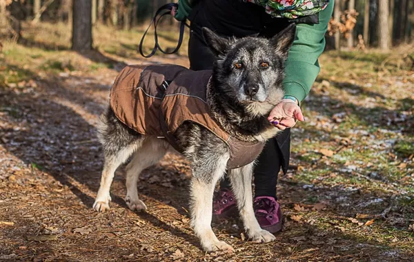 Pies do adopcji, Piła, 18 sierpnia 2014 (5/5)