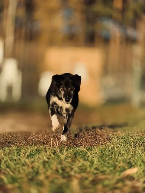 Pies do adopcji, Piła, 27 lutego 2014 (1/5)