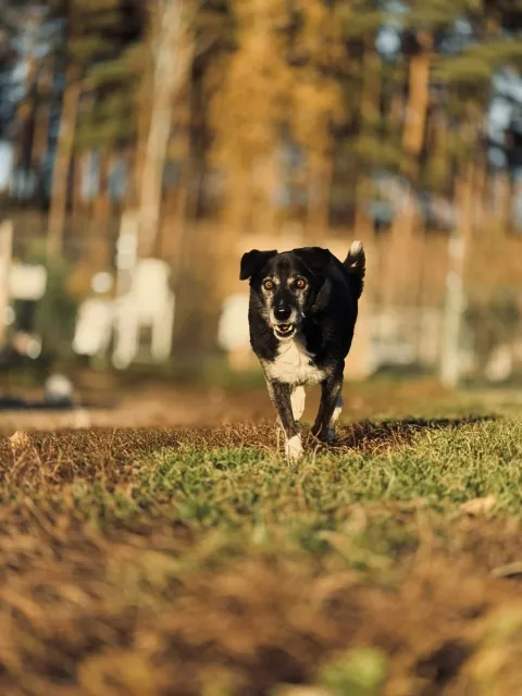 Pies do adopcji, Piła, 27 lutego 2014 (2/5)