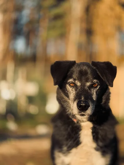 Pies do adopcji, Piła, 27 lutego 2014 (3/5)