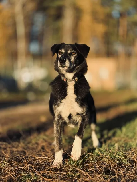 Pies do adopcji, Piła, 27 lutego 2014 (4/5)