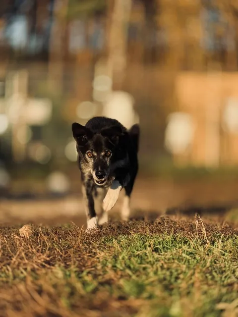 Pies do adopcji, Piła, 27 lutego 2014 (5/5)