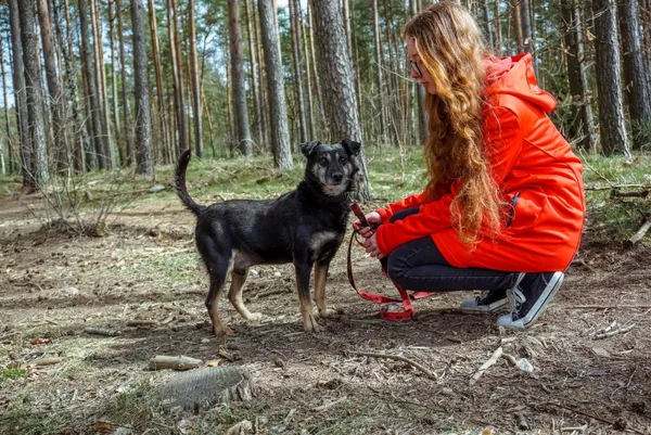 Pies do adopcji, Piła, 23 sierpnia 2021 (1/4)