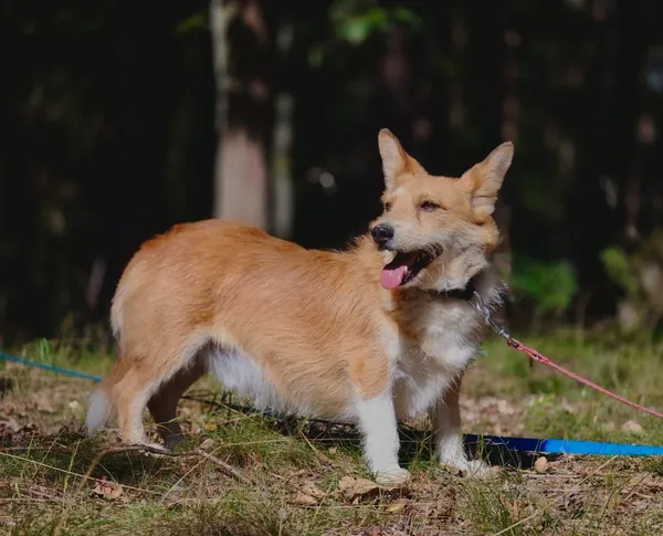 Pies do adopcji, Piła, 16 marca 2021 (3/5)