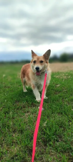 Pies do adopcji, Piła, 16 marca 2021 (5/5)