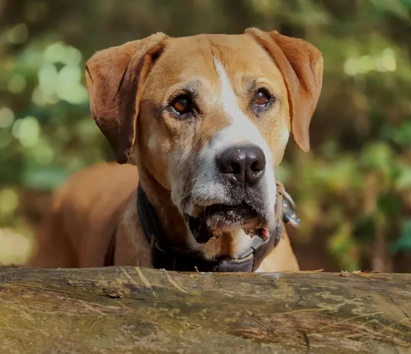 Pies do adopcji, Piła, 28 maja 2019 (1/5)