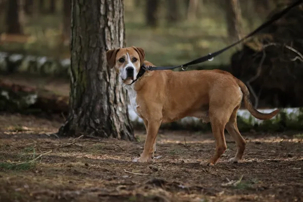 Pies do adopcji, Piła, 28 maja 2019 (5/5)