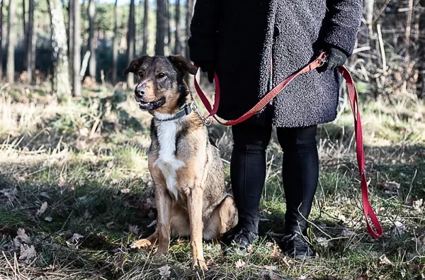 Pies do adopcji, Piła, 26 sierpnia 2021 (4/5)