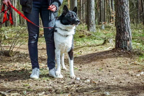 Pies do adopcji, Piła, 15 listopada 2021 (3/5)