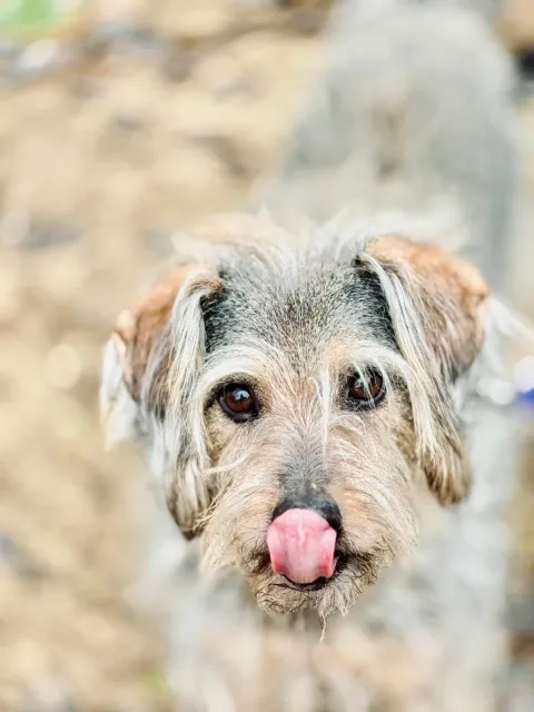 Pies do adopcji, Piła, 9 października 2015 (1/5)