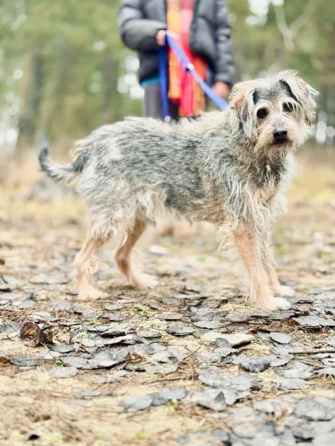 Pies do adopcji, Piła, 9 października 2015 (3/5)