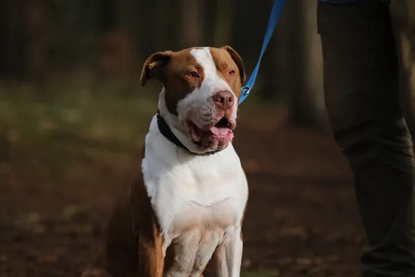 Pies do adopcji, Piła, 14 czerwca 2020 (2/5)