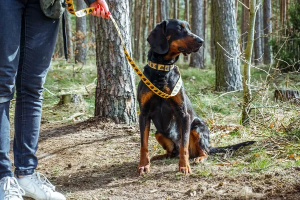 Pies do adopcji, Piła, 4 października 2019 (1/4)