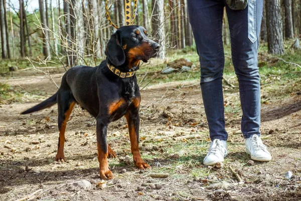 Pies do adopcji, Piła, 4 października 2019 (2/4)