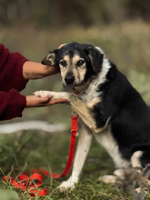 Pies do adopcji, Piła, 13 kwietnia 2019 (1/5)