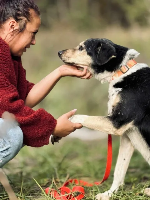 Pies do adopcji, Piła, 13 kwietnia 2019 (2/5)