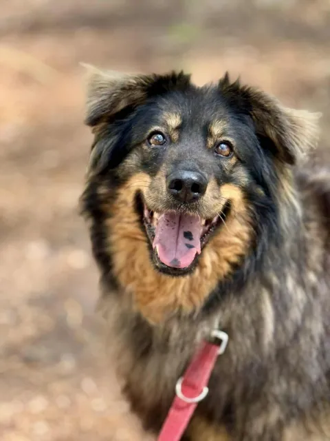 Pies do adopcji, Piła, 18 lutego 2022 (1/5)