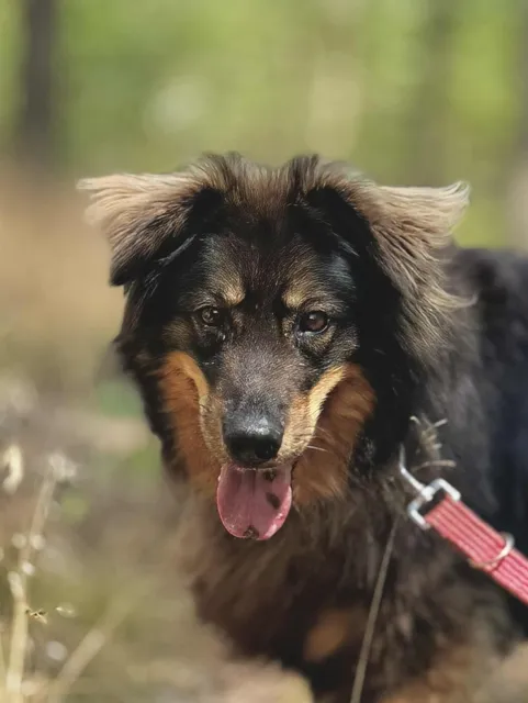 Pies do adopcji, Piła, 18 lutego 2022 (2/5)