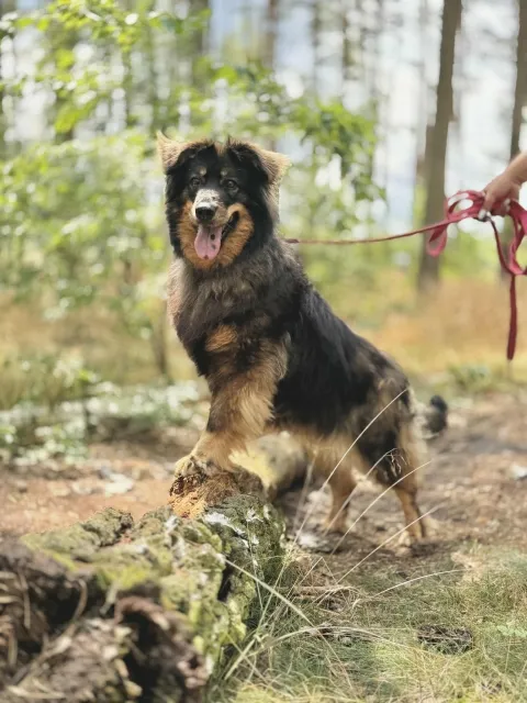 Pies do adopcji, Piła, 18 lutego 2022 (3/5)