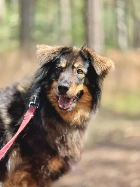 Pies do adopcji, Piła, 18 lutego 2022 (4/5)