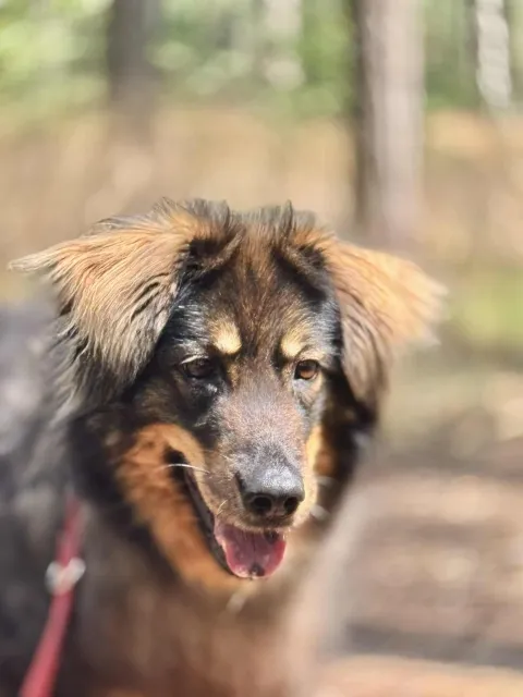 Pies do adopcji, Piła, 18 lutego 2022 (5/5)