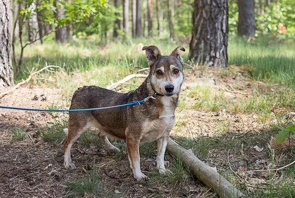 Pies do adopcji, Piła, 13 kwietnia 2019 (1/5)