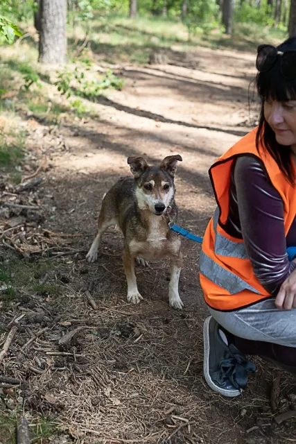 Pies do adopcji, Piła, 13 kwietnia 2019 (3/5)