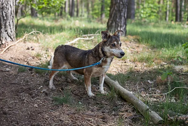 Pies do adopcji, Piła, 13 kwietnia 2019 (5/5)