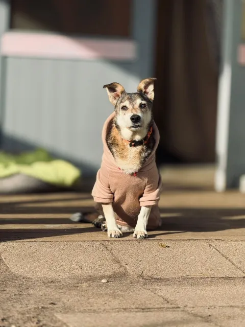 Pies do adopcji, Piła, 13 kwietnia 2019 (1/5)