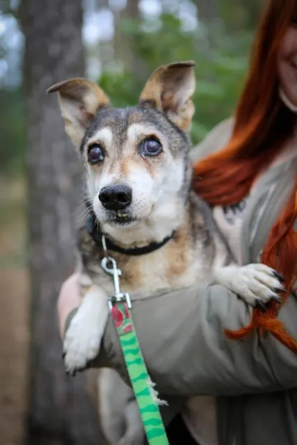 Pies do adopcji, Piła, 13 kwietnia 2019 (2/5)