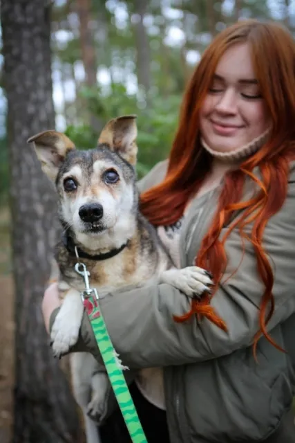 Pies do adopcji, Piła, 13 kwietnia 2019 (3/5)