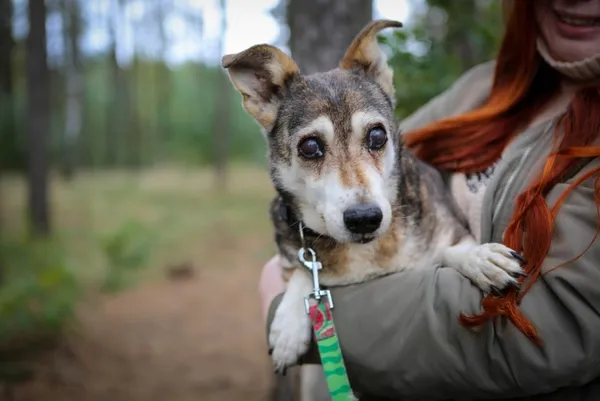 Pies do adopcji, Piła, 13 kwietnia 2019 (4/5)