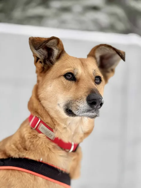 Pies do adopcji, Piła, 4 czerwca 2022 (2/5)