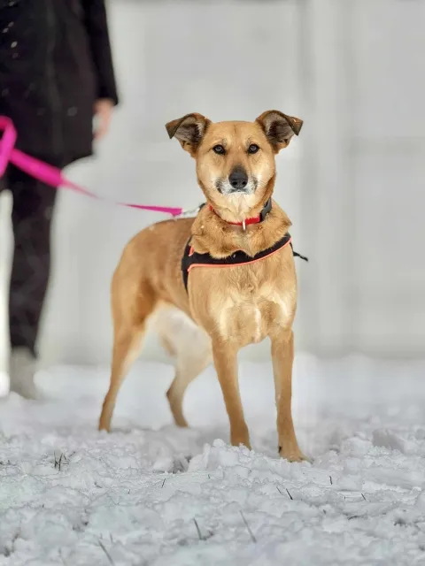 Pies do adopcji, Piła, 4 czerwca 2022 (3/5)